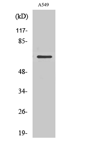 Fig.2. Western Blot analysis of RAW264.7 cells using NHE-9 Polyclonal Antibody.