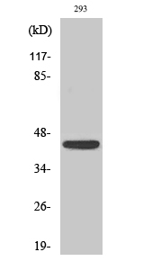 Fig. Western Blot analysis of various cells using NKp46 Polyclonal Antibody.