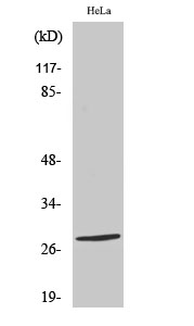 Fig. Western Blot analysis of various cells using Nkx-2.6 Polyclonal Antibody diluted at 1:500.