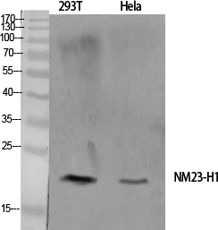 Fig.1. Western Blot analysis of various cells using NM23-H1 Polyclonal Antibody diluted at 1:1000.