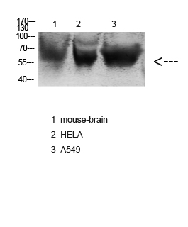 Fig.2. Western blot analysis of various cell lysates, antibody was diluted at 1:1000. Secondary antibody (catalog#: A21020) was diluted at 1:20000.