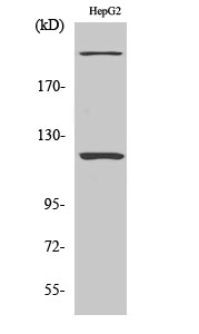 Fig. Western Blot analysis of various cells using NP220 Polyclonal Antibody.