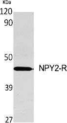 Fig.1. Western Blot analysis of various cells using NPY2-R Polyclonal Antibody diluted at 1:500.