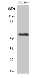 Fig. Western Blot analysis of various cells using NPY5-R Polyclonal Antibody.