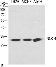 Fig.1. Western Blot analysis of various cells using NQO1 Polyclonal Antibody diluted at 1:2000.