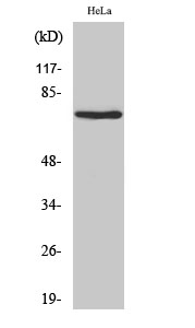 Fig.2. Western Blot analysis of hela cells using Nrf3 Polyclonal Antibody.