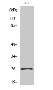 Fig. Western Blot analysis of various cells using Nrl Polyclonal Antibody.