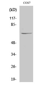 Fig. Western Blot analysis of various cells using NUB1 Polyclonal Antibody diluted at 1:2000.