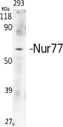 Fig.1. Western Blot analysis of various cells using Nur77 Polyclonal Antibody.