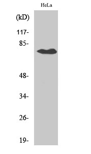 Fig.1. Western Blot analysis of various cells using OATP1 Polyclonal Antibody diluted at 1:2000.