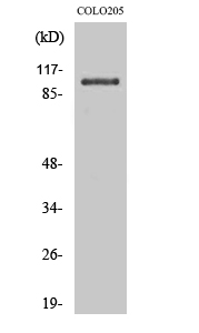 Fig. Western Blot analysis of various cells using OCRL Polyclonal Antibody.
