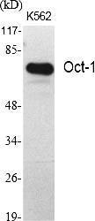 Fig.1. Western Blot analysis of various cells using Oct-1 Polyclonal Antibody diluted at 1:1000.