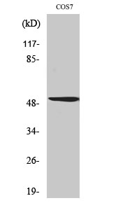 Fig. Western Blot analysis of various cells using Oct-2 Polyclonal Antibody.