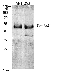 Fig.1. Western Blot analysis of various cells using Oct-3/4 Polyclonal Antibody diluted at 1:1000.