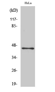 Fig.2. Western Blot analysis of hela cells using Oct-3/4 Polyclonal Antibody diluted at 1:1000.