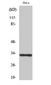 Fig. Western Blot analysis of various cells using Olfactory receptor 10AD1 Polyclonal Antibody.