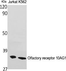 Fig.1. Western Blot analysis of various cells using Olfactory receptor 10AG1 Polyclonal Antibody.