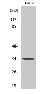 Fig.2. Western Blot analysis of Jurkat cells using Olfactory receptor 10AG1 Polyclonal Antibody.