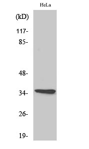 Fig.2. Western Blot analysis of MCF7 cells using Olfactory receptor 10G4 Polyclonal Antibody.