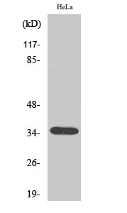 Fig. Western Blot analysis of various cells using Olfactory receptor 10H1 Polyclonal Antibody.