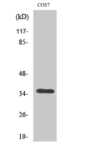 Fig. Western Blot analysis of various cells using Olfactory receptor 13C4 Polyclonal Antibody.
