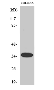 Fig. Western Blot analysis of various cells using Olfactory receptor 1A1 Polyclonal Antibody.