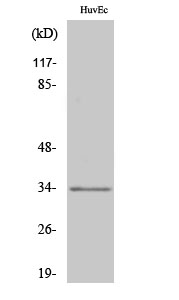 Fig. Western Blot analysis of various cells using Olfactory receptor 1L6 Polyclonal Antibody.