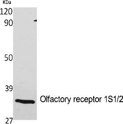 Fig.1. Western Blot analysis of various cells using Olfactory receptor 1S1/2 Polyclonal Antibody.