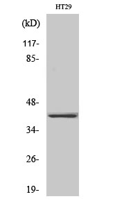 Fig. Western Blot analysis of various cells using Olfactory receptor 2A25 Polyclonal Antibody.