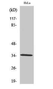 Fig. Western Blot analysis of various cells using Olfactory receptor 2A4/7 Polyclonal Antibody.
