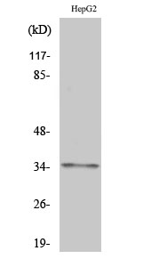Fig. Western Blot analysis of various cells using Olfactory receptor 2AG1/2 Polyclonal Antibody.