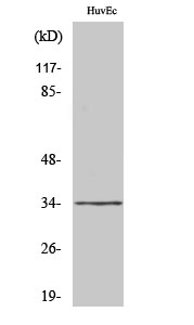 Fig. Western Blot analysis of various cells using Olfactory receptor 2M7 Polyclonal Antibody diluted at 1:2000.