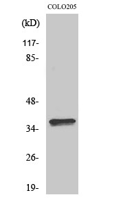 Fig. Western Blot analysis of various cells using Olfactory receptor 4A15 Polyclonal Antibody.