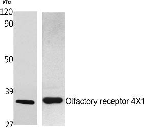 Fig.1. Western Blot analysis of various cells using Olfactory receptor 4X1 Polyclonal Antibody.