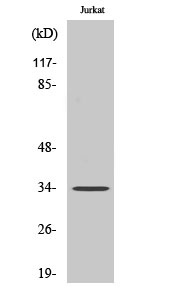 Fig. Western Blot analysis of various cells using Olfactory receptor 51D1 Polyclonal Antibody.