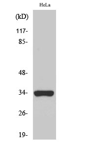 Fig. Western Blot analysis of various cells using Olfactory receptor 52W1 Polyclonal Antibody.