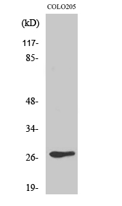 Fig. Western Blot analysis of various cells using Olfactory receptor 5D3 Polyclonal Antibody diluted at 1:500.