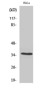 Fig. Western Blot analysis of various cells using Olfactory receptor 5F1 Polyclonal Antibody.