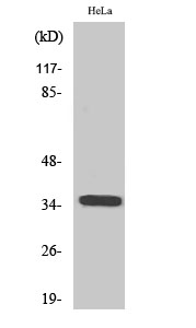 Fig. Western Blot analysis of various cells using Olfactory receptor 6C3 Polyclonal Antibody.