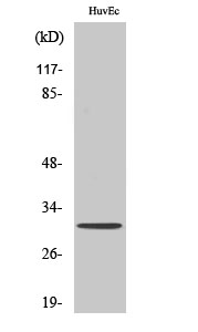 Fig. Western Blot analysis of various cells using Olfactory receptor 6C68 Polyclonal Antibody.