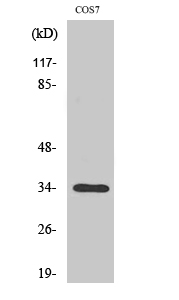 Fig. Western Blot analysis of various cells using Olfactory receptor 7A10 Polyclonal Antibody.