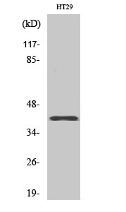 Fig. Western Blot analysis of various cells using Olfactory receptor 8S1 Polyclonal Antibody diluted at 1:1000.
