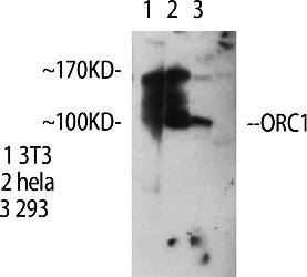Fig.1. Western Blot analysis of various cells using ORC1 Polyclonal Antibody.