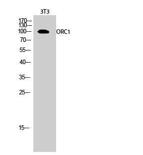Fig.2. Western Blot analysis of 3T3 cells using ORC1 Polyclonal Antibody.