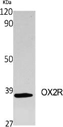 Fig.1. Western Blot analysis of various cells using OX2R Polyclonal Antibody.