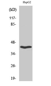 Fig.2. Western Blot analysis of HepG2 cells using OX2R Polyclonal Antibody.