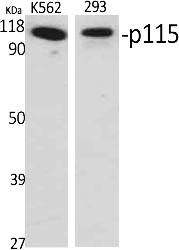 Fig.1. Western Blot analysis of various cells using p115 Polyclonal Antibody diluted at 1:2000.