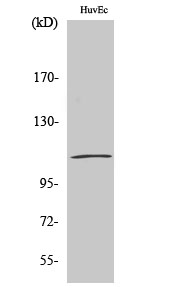 Fig. Western Blot analysis of various cells using p120 Polyclonal Antibody.