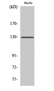 Fig. Western Blot analysis of various cells using p130 Cas Polyclonal Antibody.