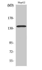 Fig.2. Western Blot analysis of hela cells using p140Cap Polyclonal Antibody diluted at 1:500.